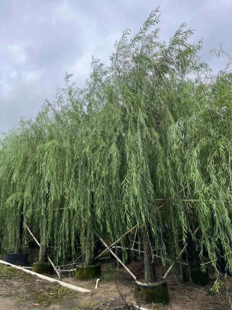 垂柳5-20分低价出售
