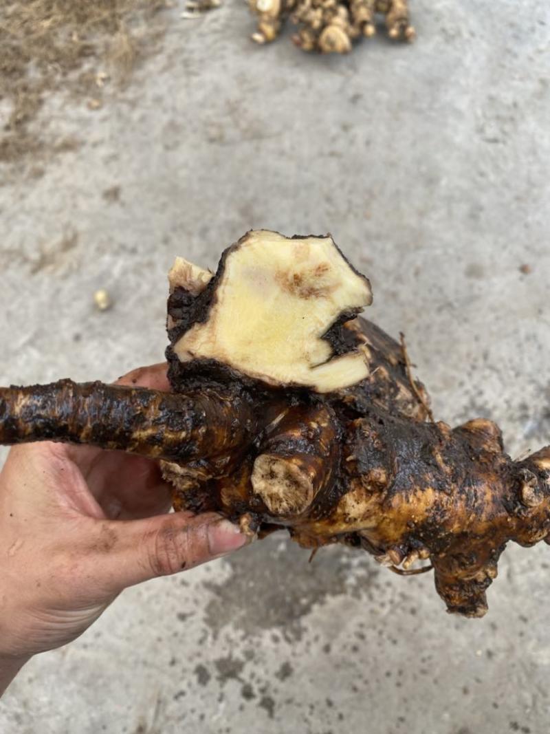 野生三分三根茎，鲜货价。需要的老板可以联系