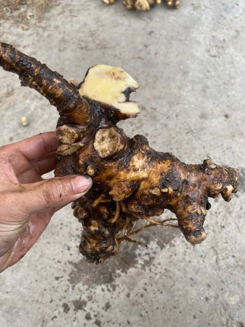 野生三分三根茎，鲜货价。需要的老板可以联系
