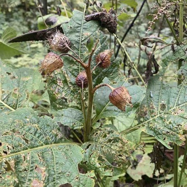 野生三分三根茎，鲜货价。需要的老板可以联系