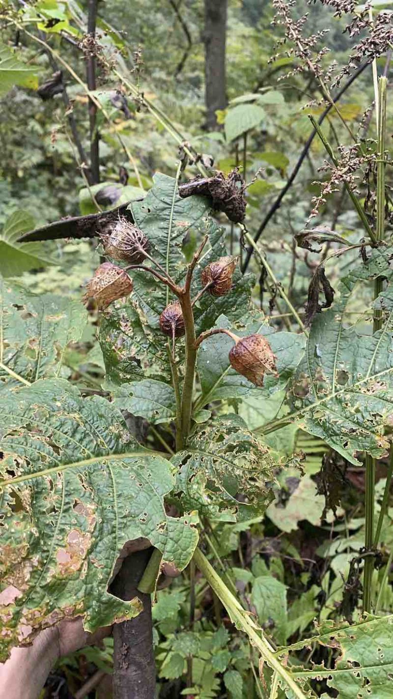 野生三分三根茎，鲜货价。需要的老板可以联系