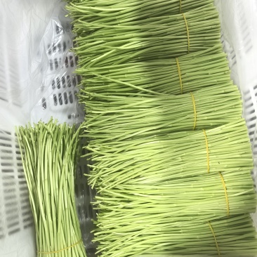 精品芦蒿基地直销货量充足