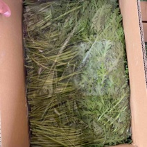 精品茼蒿产地发货量大价优一手货源欢迎老板致电咨询联系