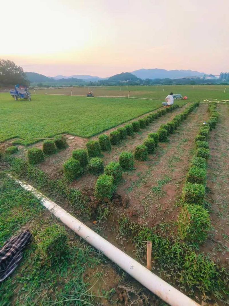 大叶油草
