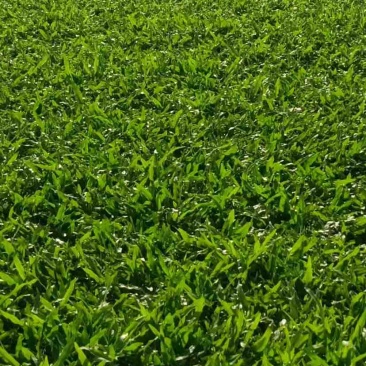 大叶油草
