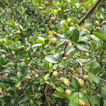 野生小颗山茶籽油