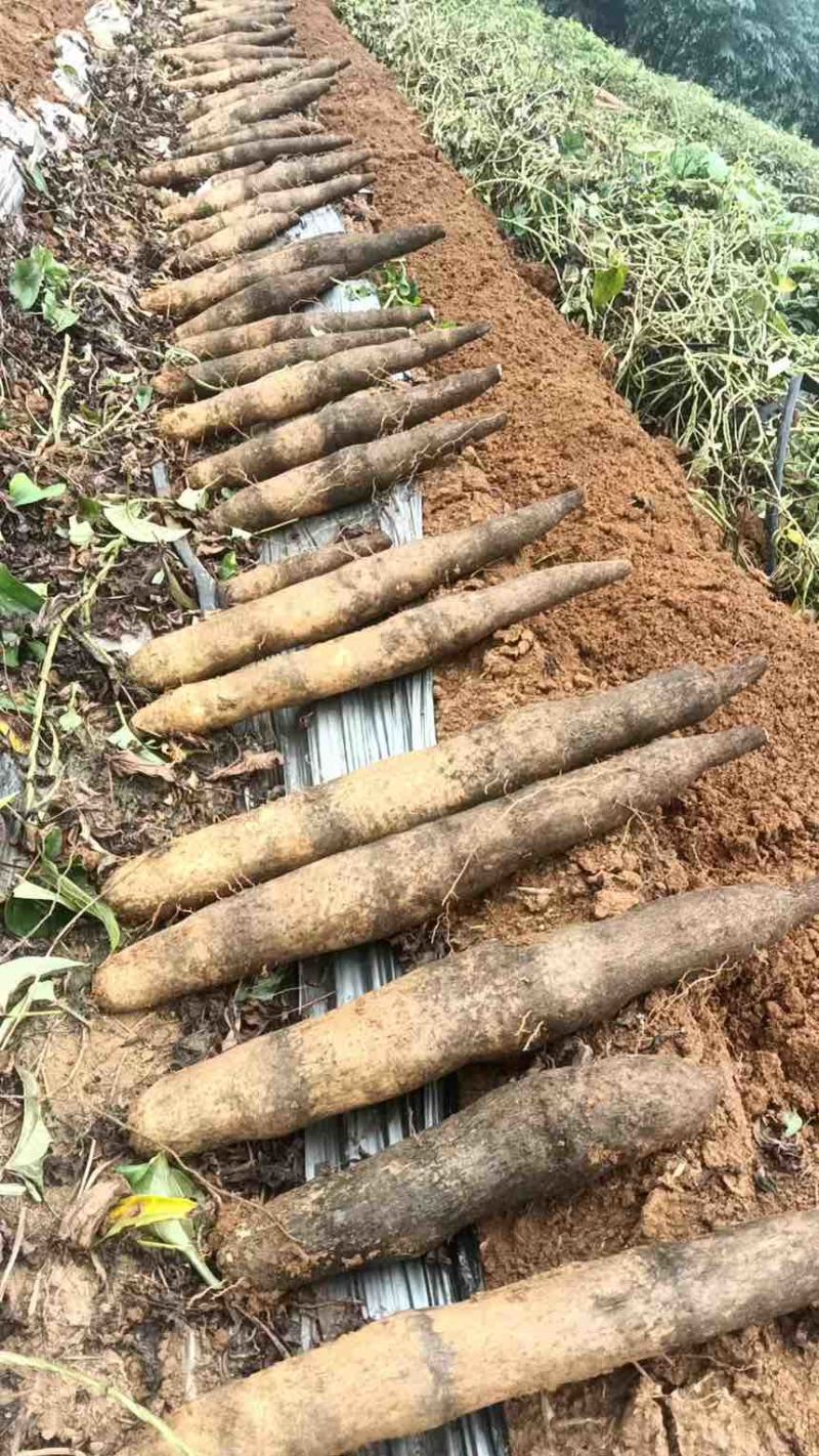 广西柳州正宗淮山药