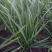 本地精品韭菜，38-40高，大叶质量保证，