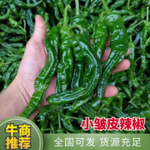 『精品辣椒』江苏小皱皮辣椒新鲜辣椒现货批发欢迎咨询