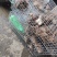 野山货白肚鼠