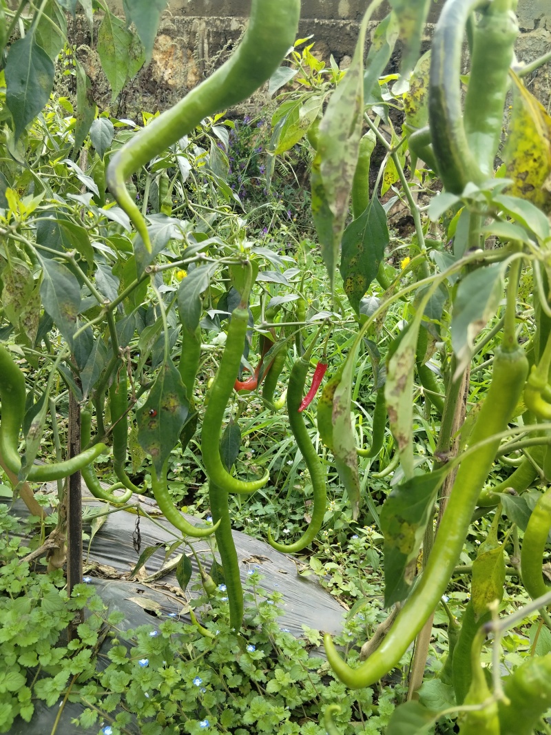 电商八号线椒