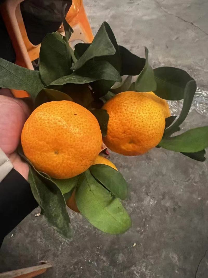 金秋砂糖橘