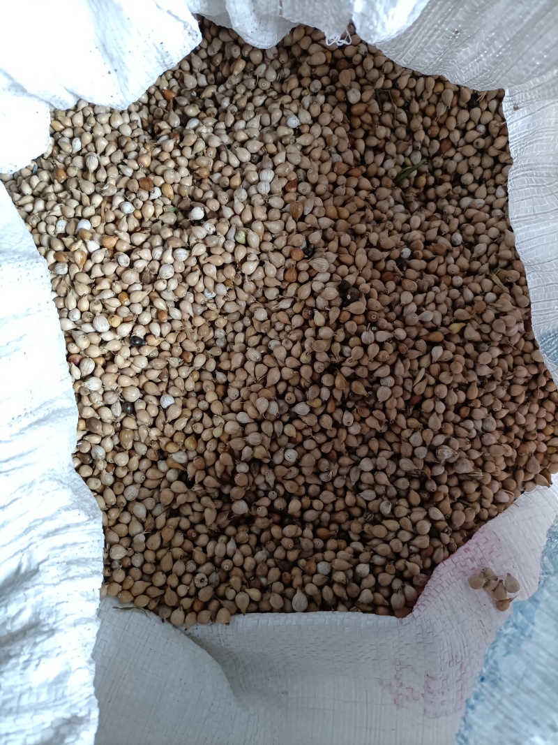 高品质薏米