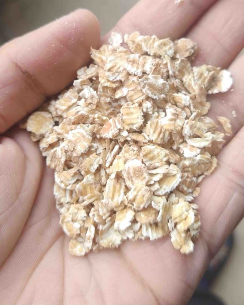 长期出售压麦片
