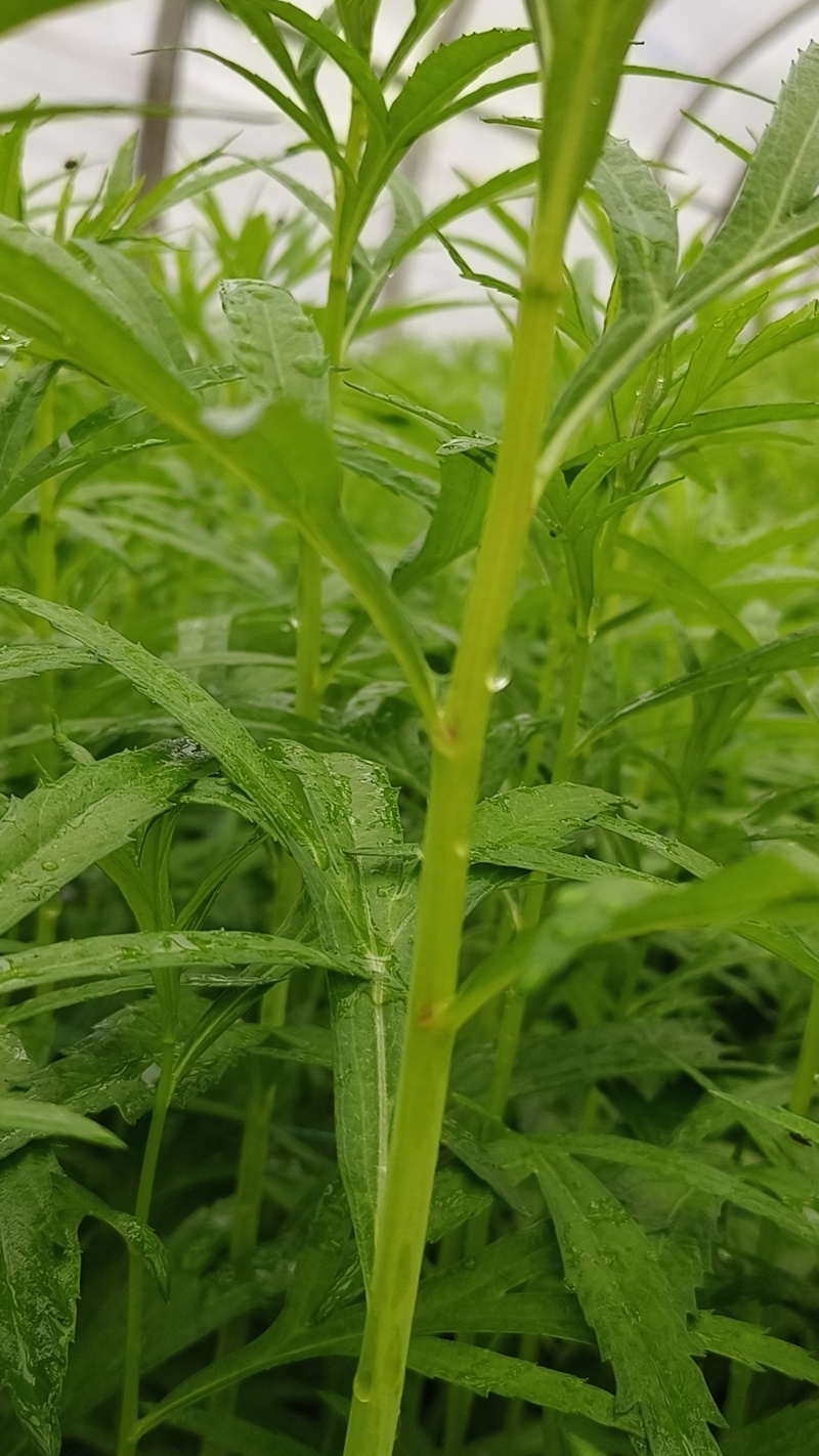 云南精品藜蒿