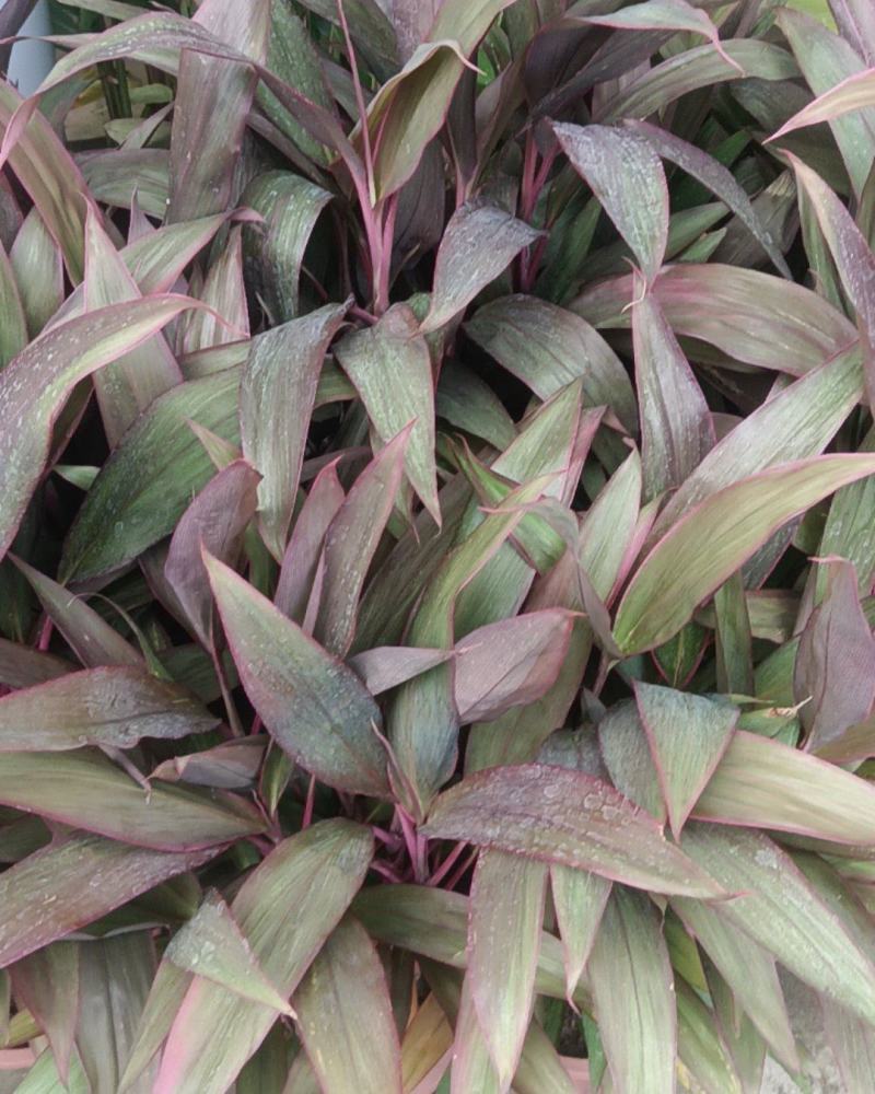 盆苗朱蕉