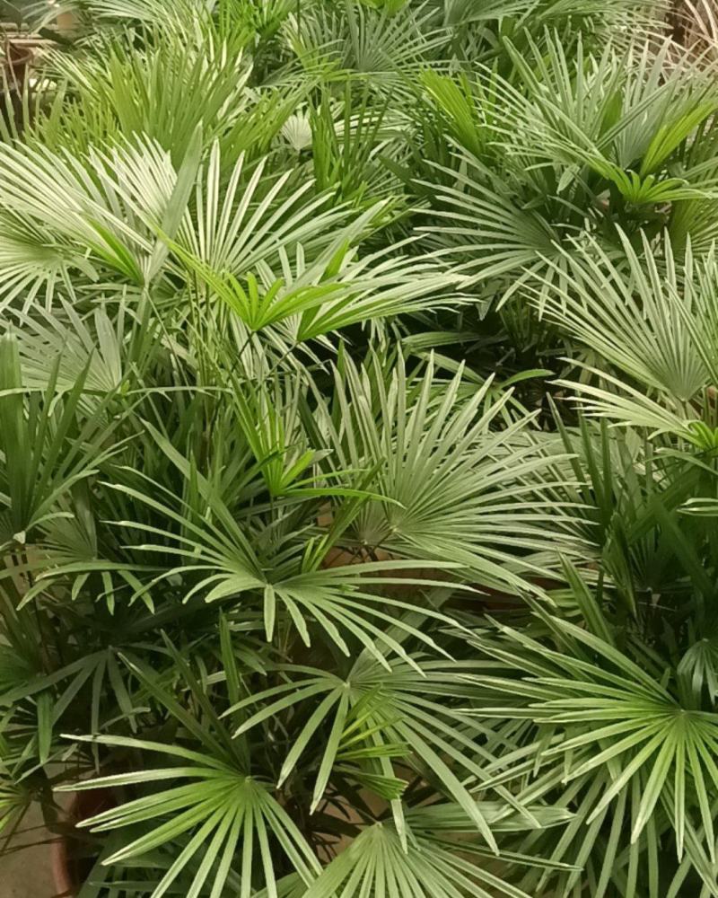 盆苗金山棕竹