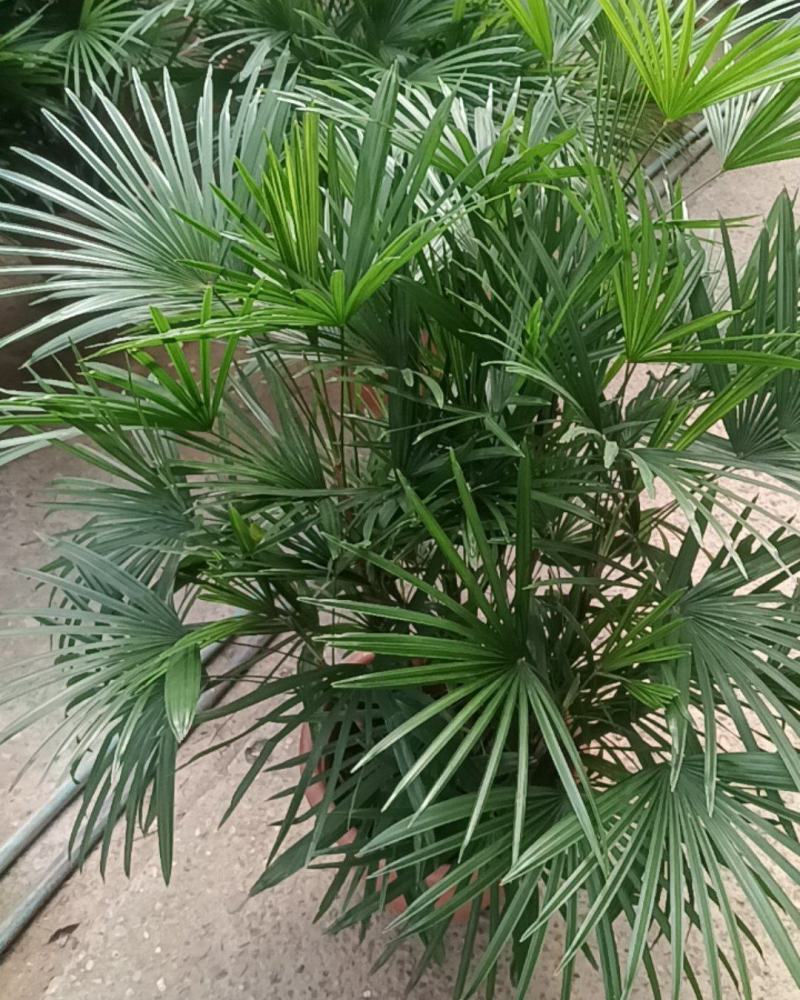 盆苗金山棕竹