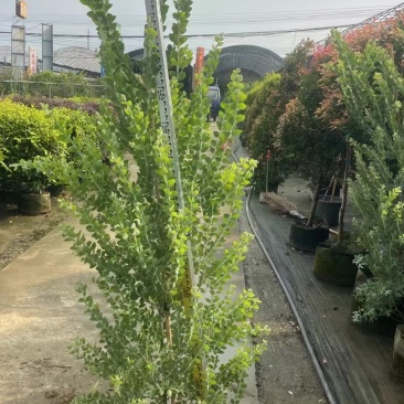 银叶金合欢