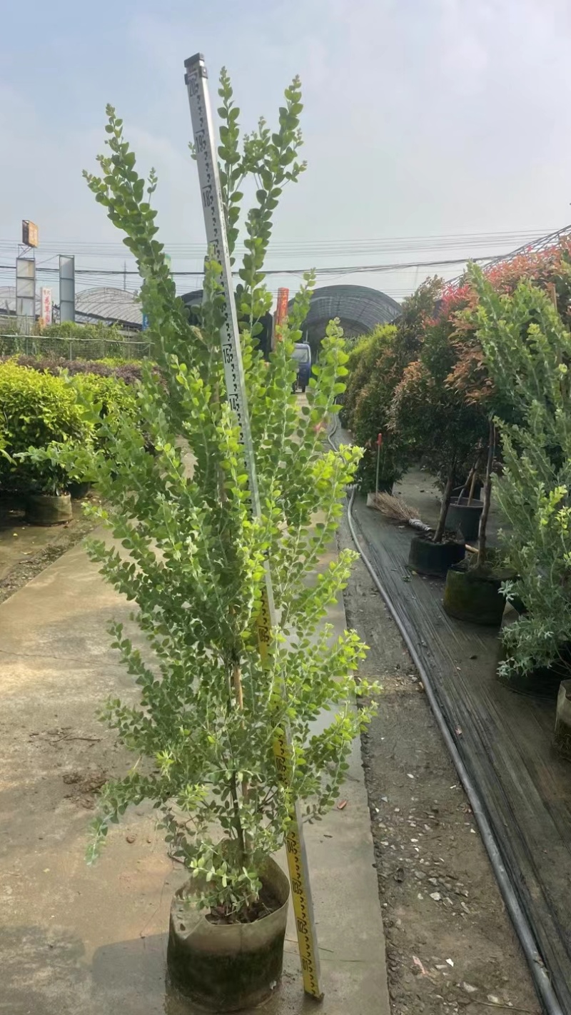 银叶金合欢