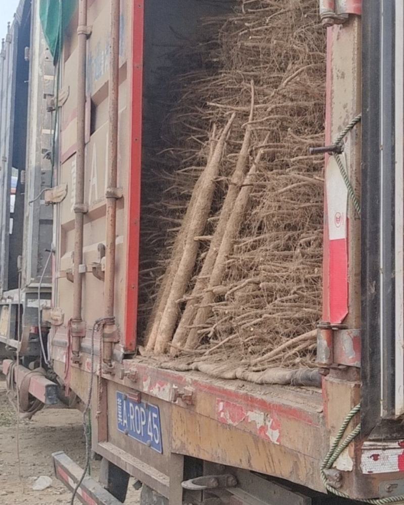 【推荐】麻山荮精品山药产地直发一手货源欢迎致电