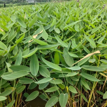 再力花