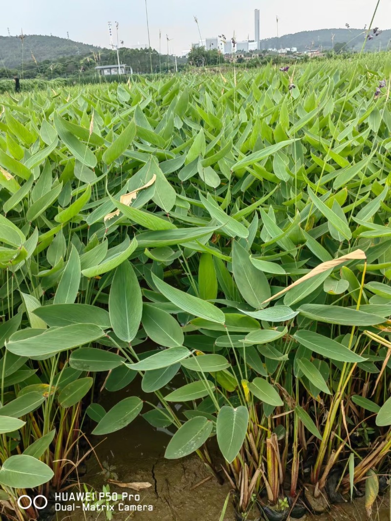 再力花