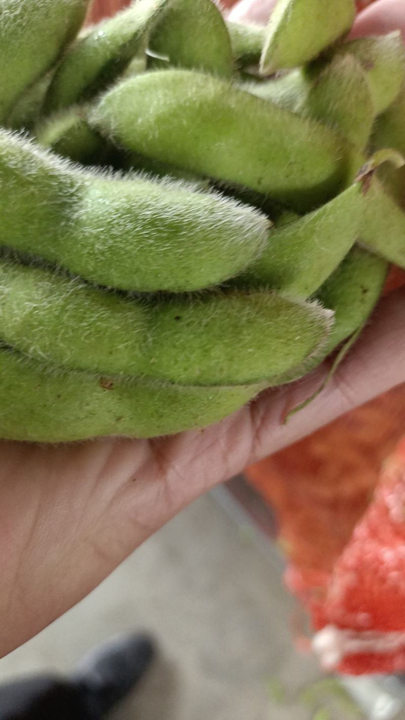 【优选】江苏南通精品毛豆产地直发货源充足