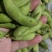 【优选】江苏南通精品毛豆产地直发货源充足