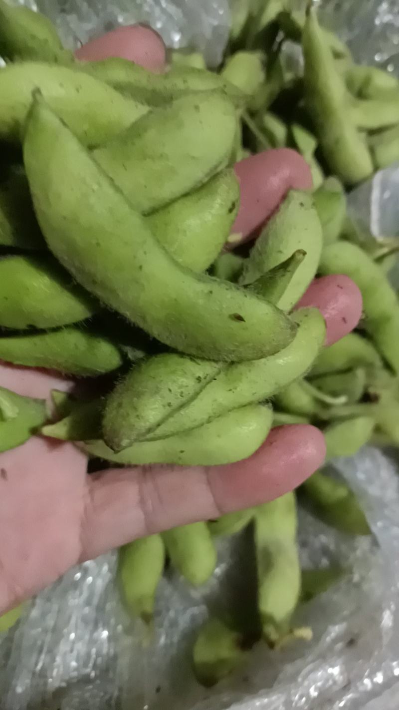 【优选】江苏南通精品毛豆产地直发货源充足