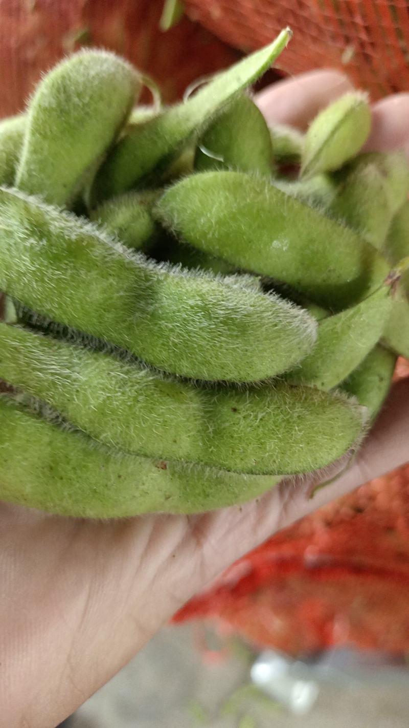 【优选】江苏南通精品毛豆产地直发货源充足