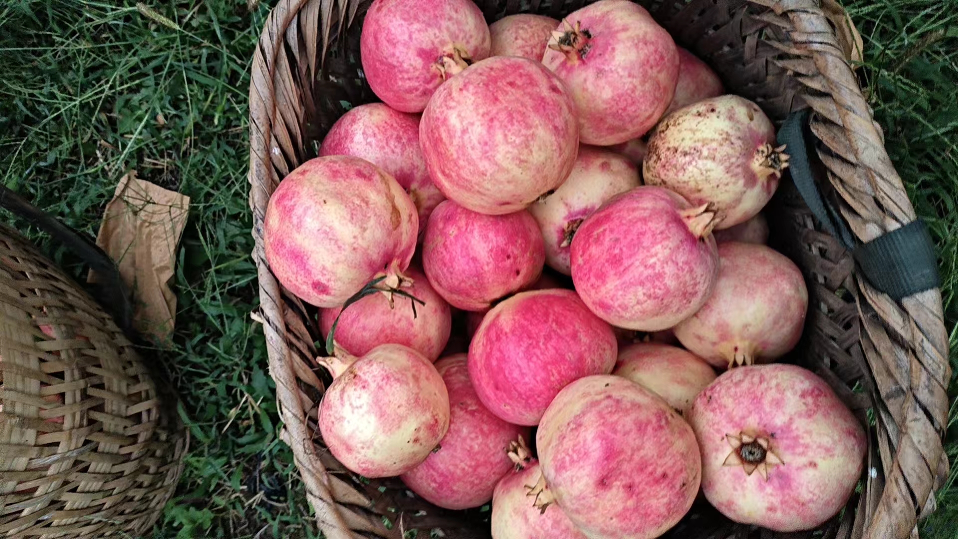 图片说明:新鲜采摘的绿宝石梨与红艳饱满的石榴并列摆放,展现两种水果的色泽与形态 绿宝石梨与石榴对比图