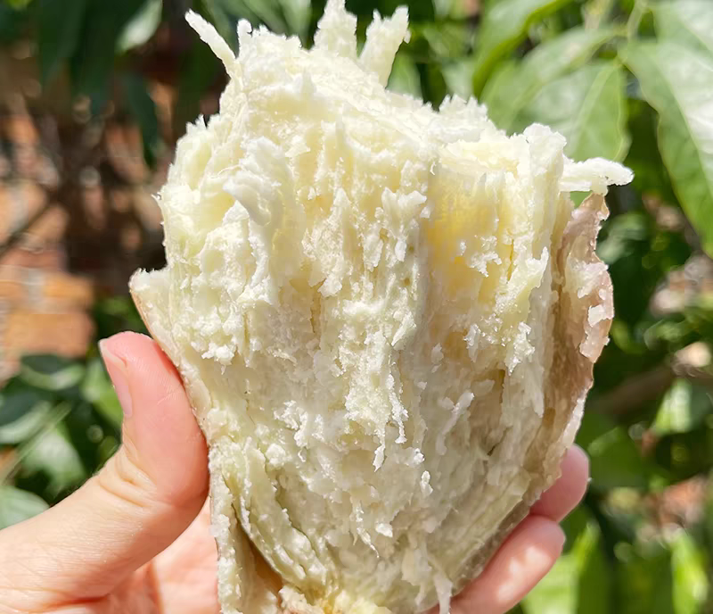 雪梨薯特写图,展示其洁白多汁的果肉和类似栗子的外观 雪梨薯特写