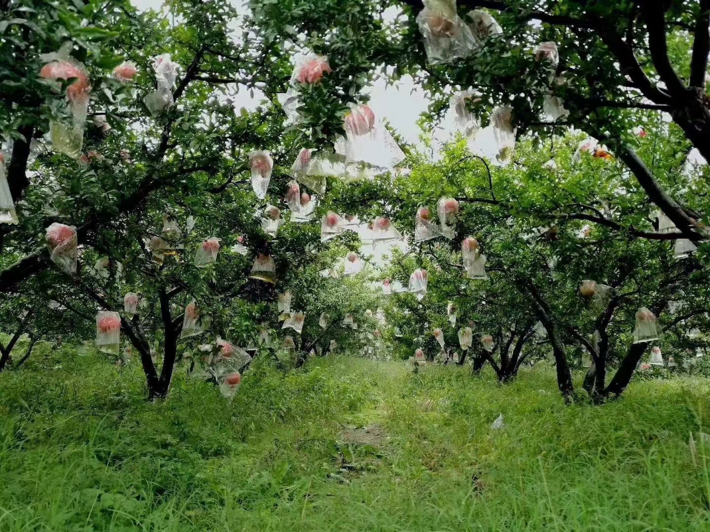 农户正在采摘成熟的青皮石榴,阳光下的果园里果实累累,呈现出丰收景象 会理石榴采摘现场图