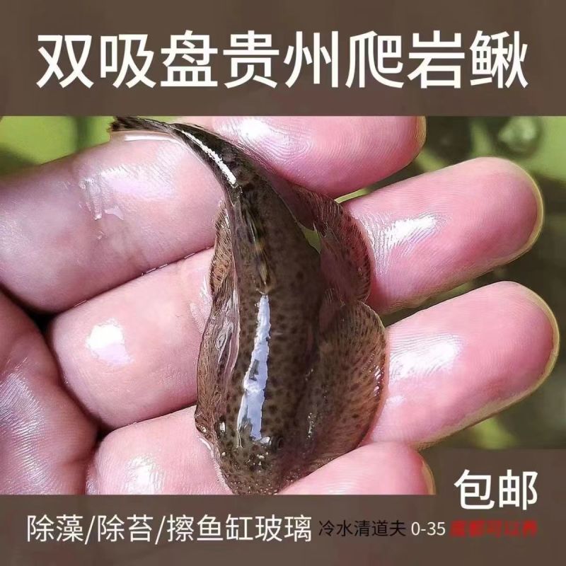 鱼缸清洗蓝塘吸食杂物清理鱼缸