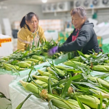鹏博农业科技有限公司日常分享
