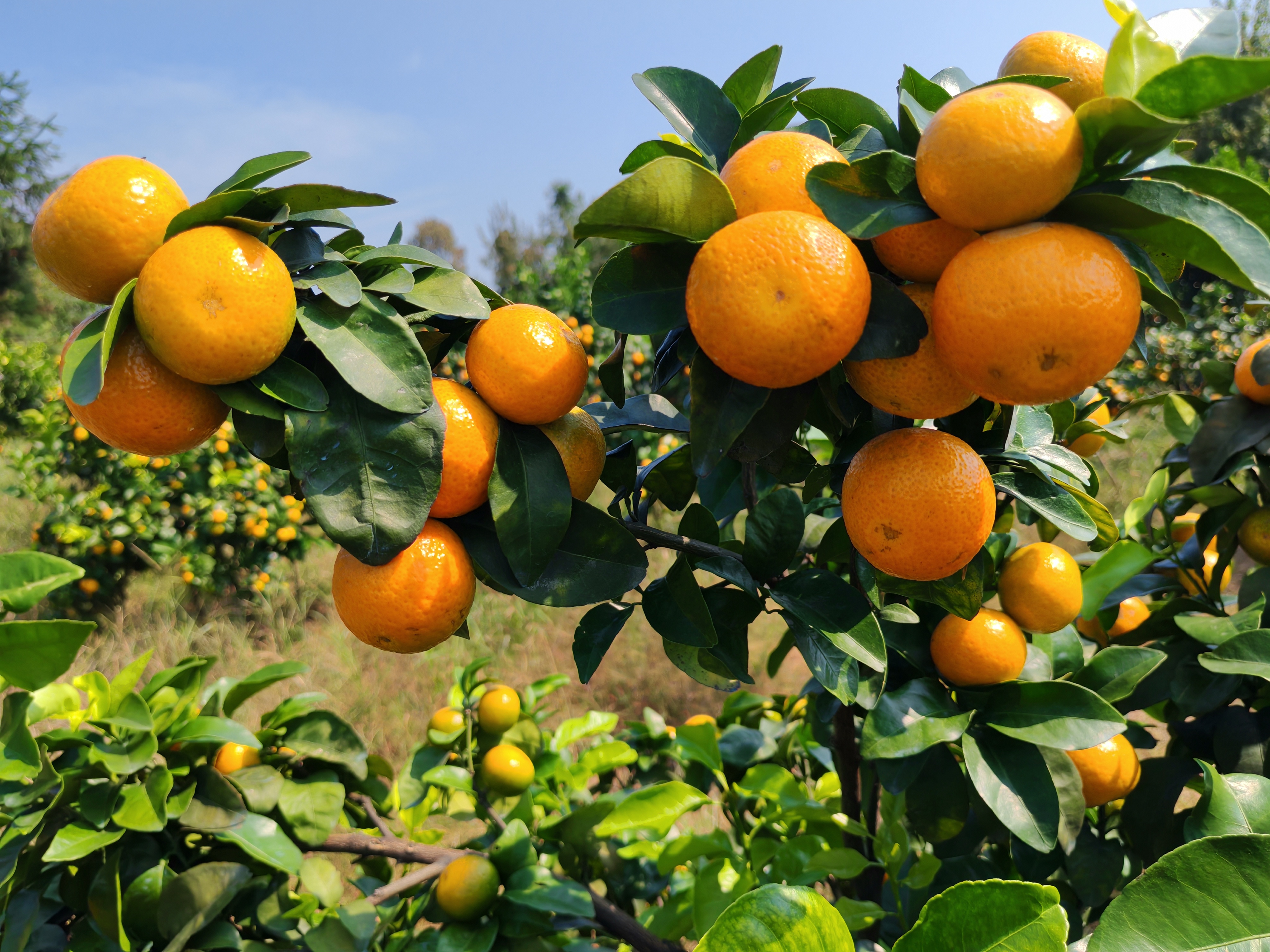 沙糖桔成熟果实