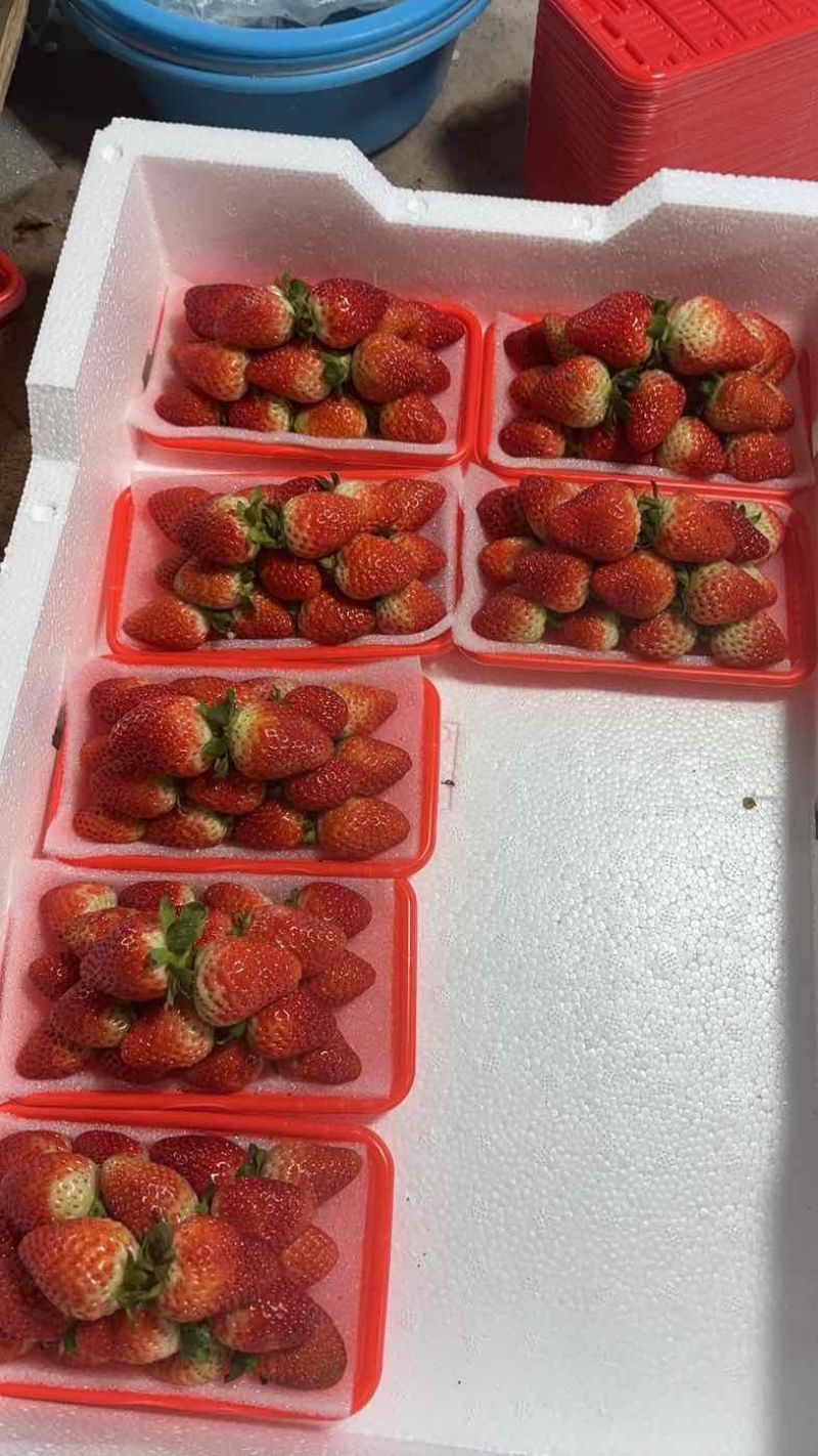 草莓