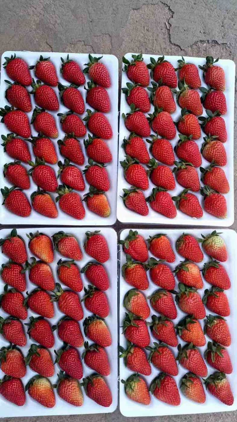 草莓