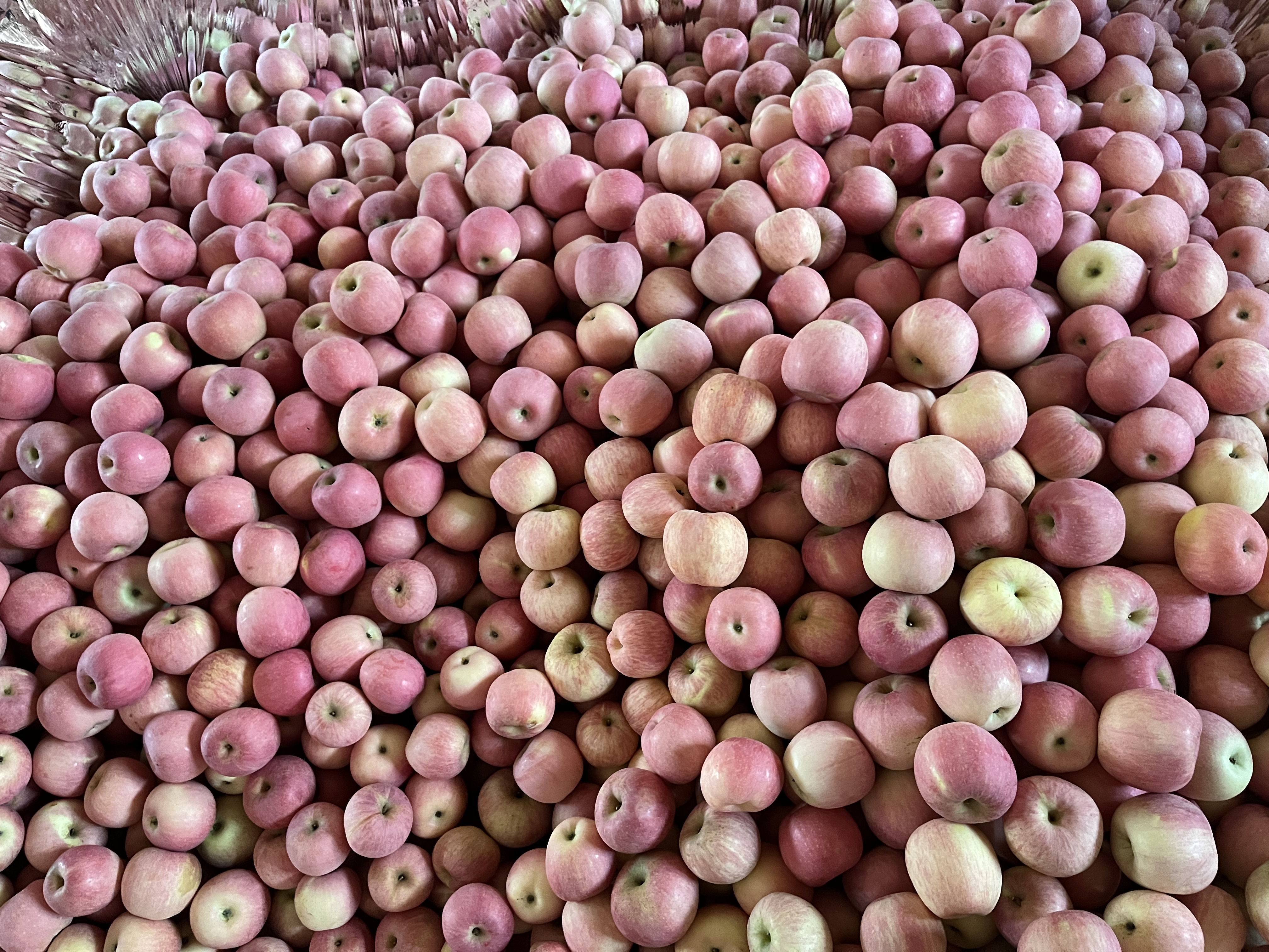 红富士苹果与富士苹果对比图