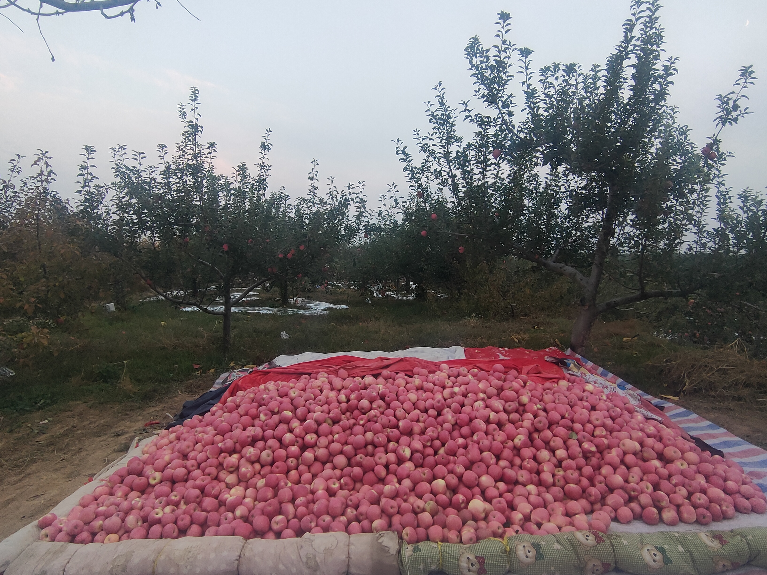 美八苹果果园