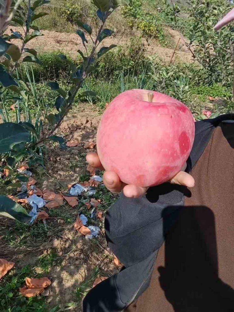 原产地红富士苹果，现摘现发，价格实惠！