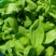 大叶茼蒿菜
