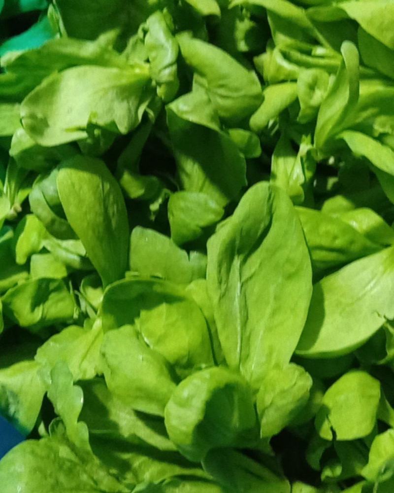 大叶茼蒿菜