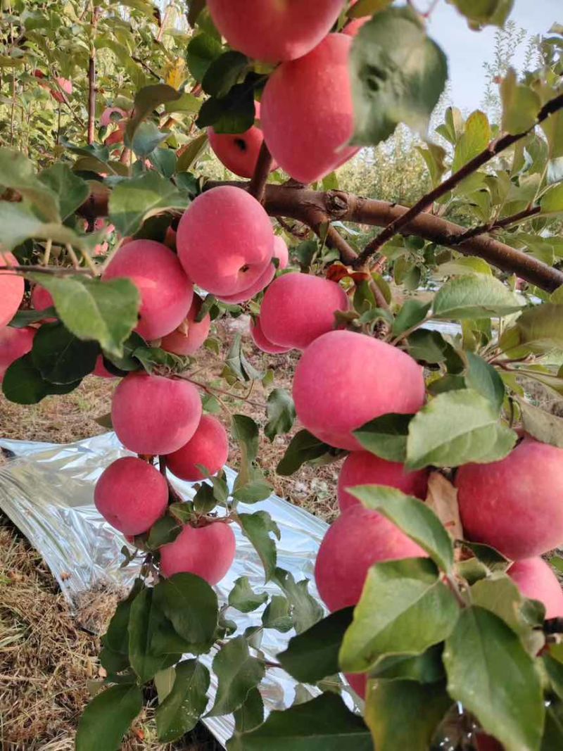 阿克苏苹果🍎，75以上的货，量大的老板联系，价格优惠