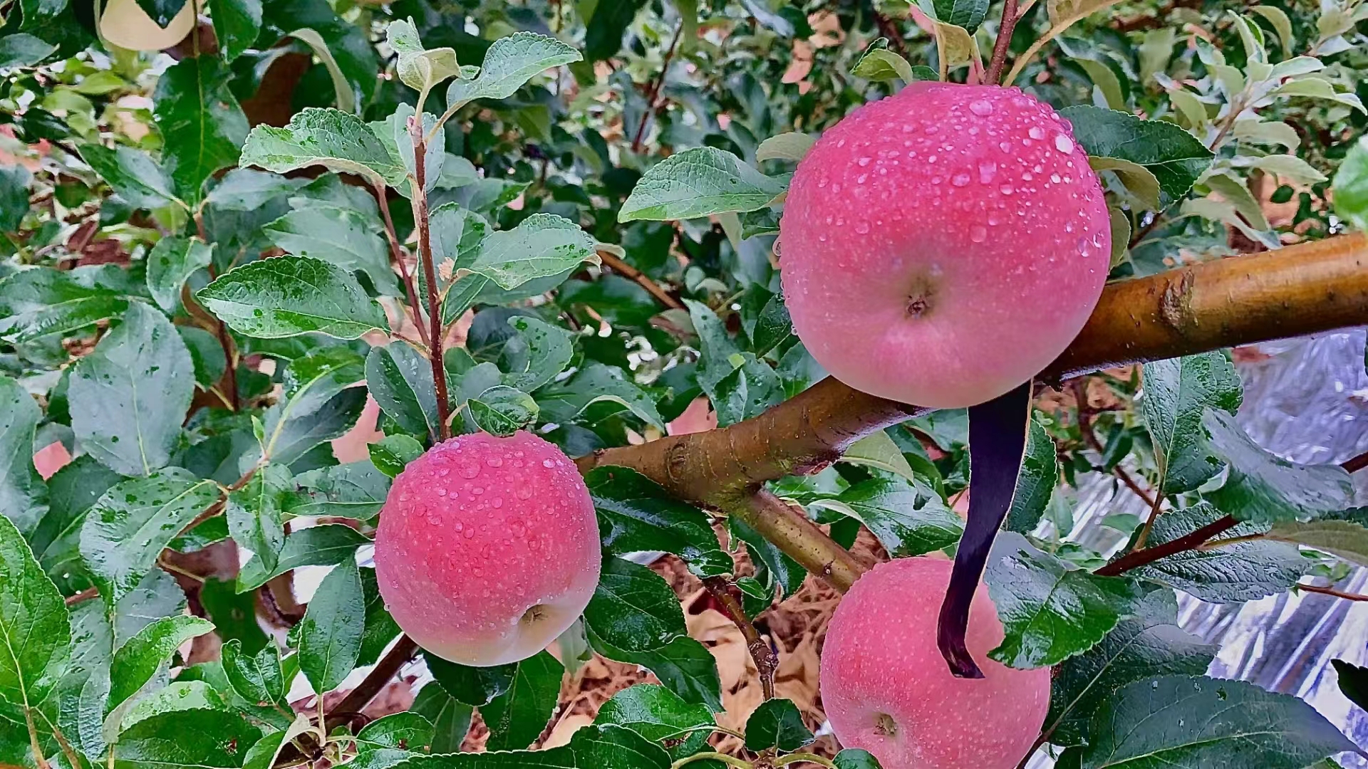 展示一颗成熟富士黄金帅苹果的特写图,果实金黄带红晕,表皮光滑,背景为果园自然环境 富士黄金帅苹果特写