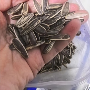 瓜子电商货，色选筛下来的