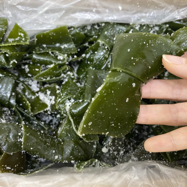 海带中结中大结海带！来自大连，免费提供样品