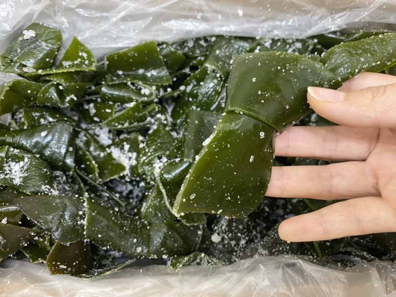 海带中结中大结海带！来自大连，免费提供样品