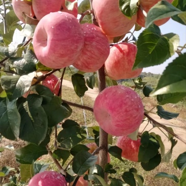 花冠苹果